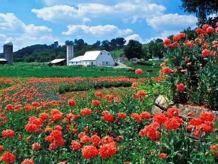 Pila firmy remontowe