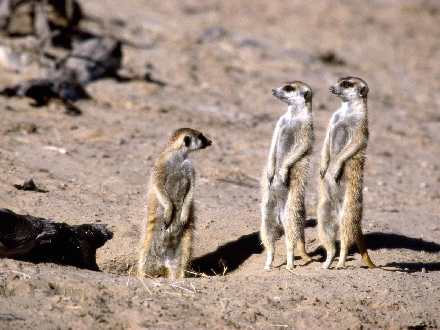 torebki damskie skórzane