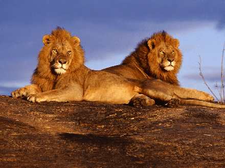 firma budowlana Piła