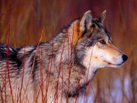 remont mieszkania Pila