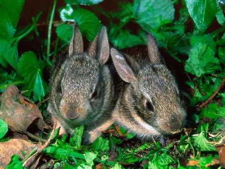 remonty domów Piła