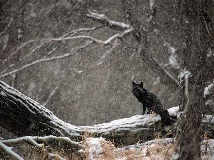 Piła usługi budowlane