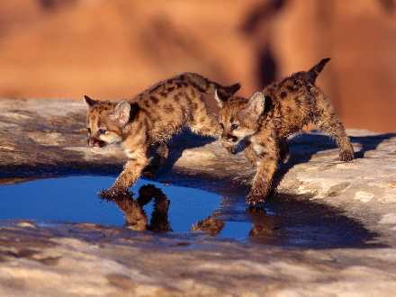 torebki skórzane damskie