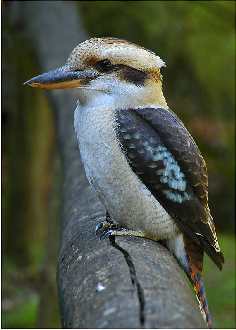 Pila uslugi budowlane