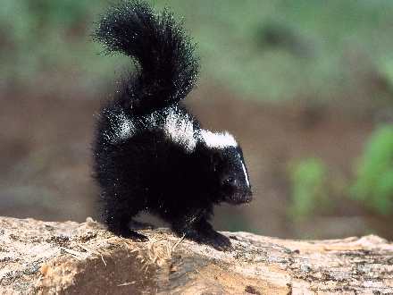 ubojnie drobiu Wielkopolskie