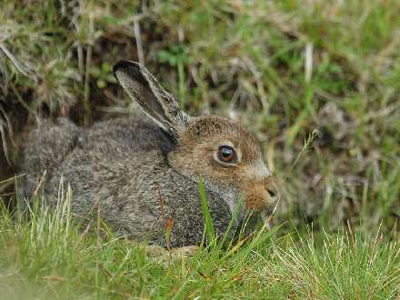 usługi budowlane Piła