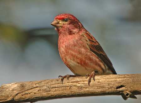 układanie paneli Piła