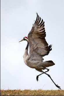 Wielkopolska ubojnia drobiu