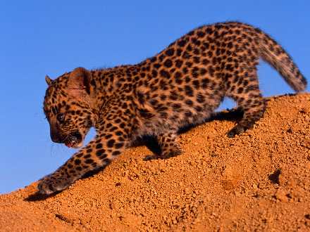 spływy kajakowe Piława