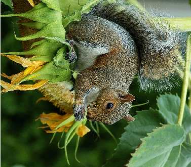 Pila uslugi remontowe