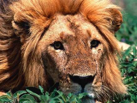 usługi budowlane Piła