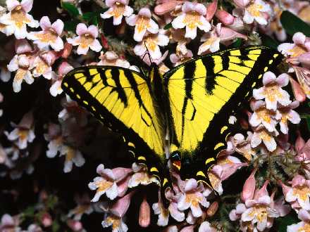 Pila uslugi remontowe