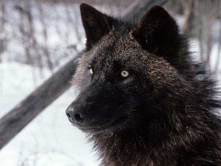 Pila uslugi budowlane