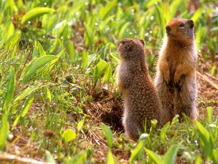 usługi remontowe Piła