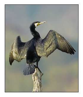 Pila uslugi remontowe