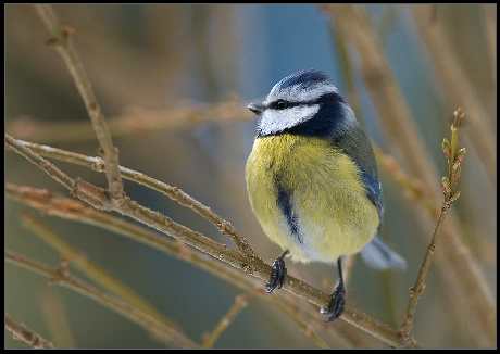 szkoła językowa Piła