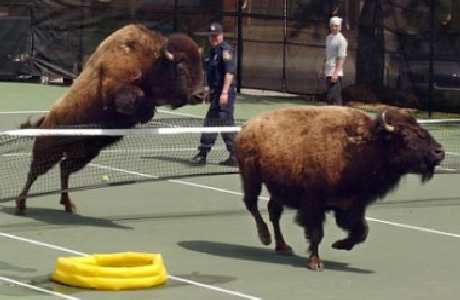 modne tapety ścienne