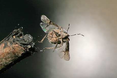 pranie dywanów Piła