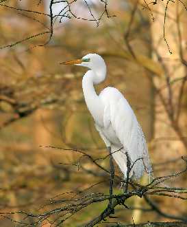 remont domu Czarnków