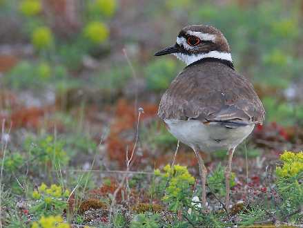 torebki damskie skórzane