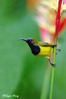 firmy budowlane w Pile