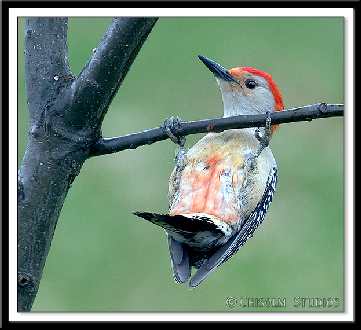 Pila firma remontowa