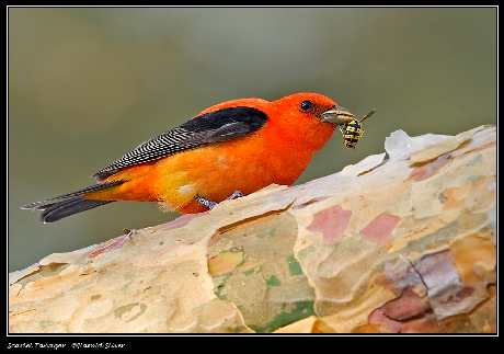 biuro rachunkowe Piła