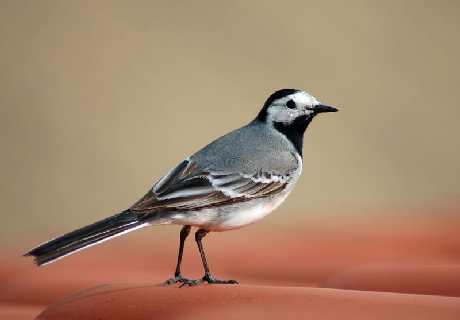 usługi budowlane Piła