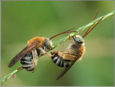 usługi ogrodnicze Piła