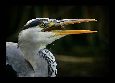 Piła usługi budowlane