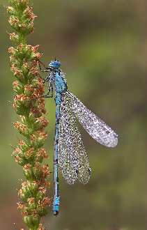 ubezpieczenia w Pile