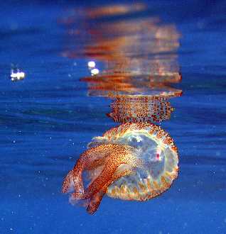 ubezpieczenia w Pile