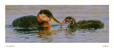 remont mieszkania Pila