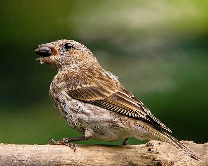 depilacja laserowa Piła