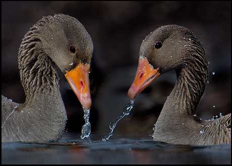 sklep internetowy tapety ścienne