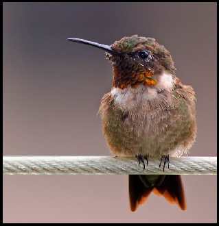 usługi ogrodnicze Piła