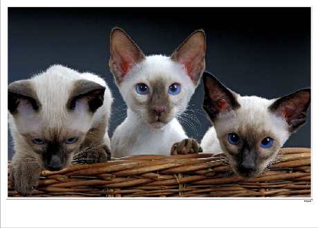 Sarbia usługi budowlane