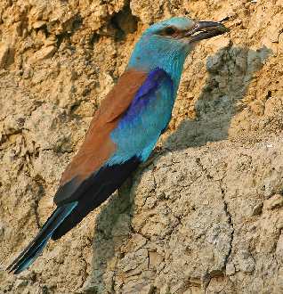 firmy remontowe Chodzież