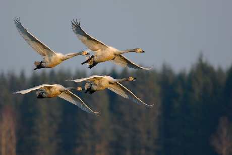 Pila uslugi remontowe